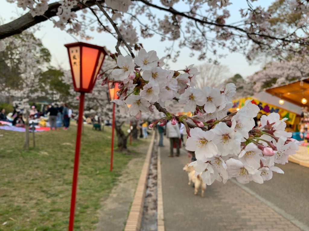 日岡山公園の桜の時期
