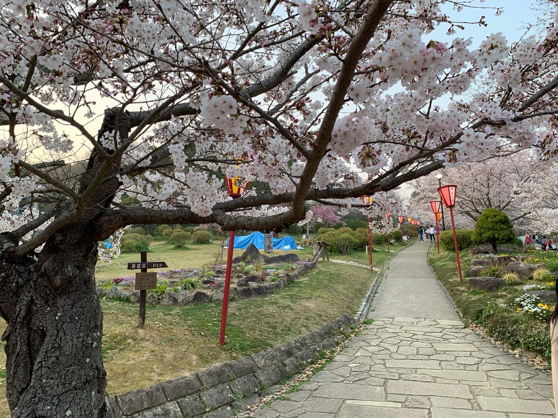 日岡山公園の桜の時期