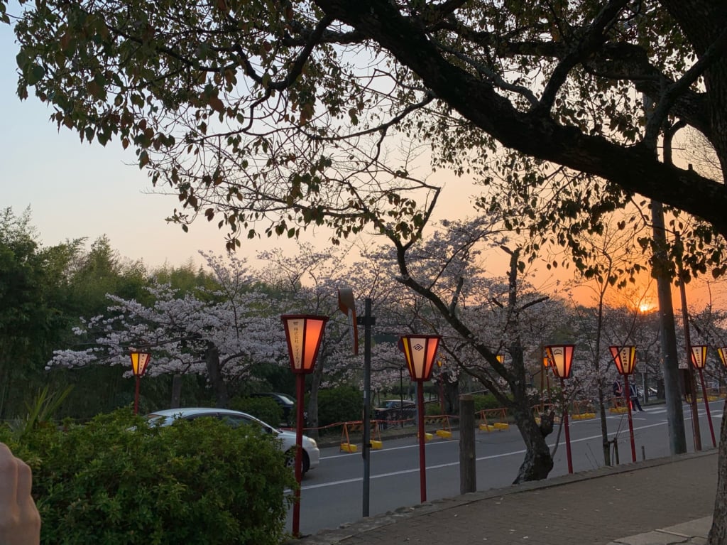 日岡山公園の桜の時期