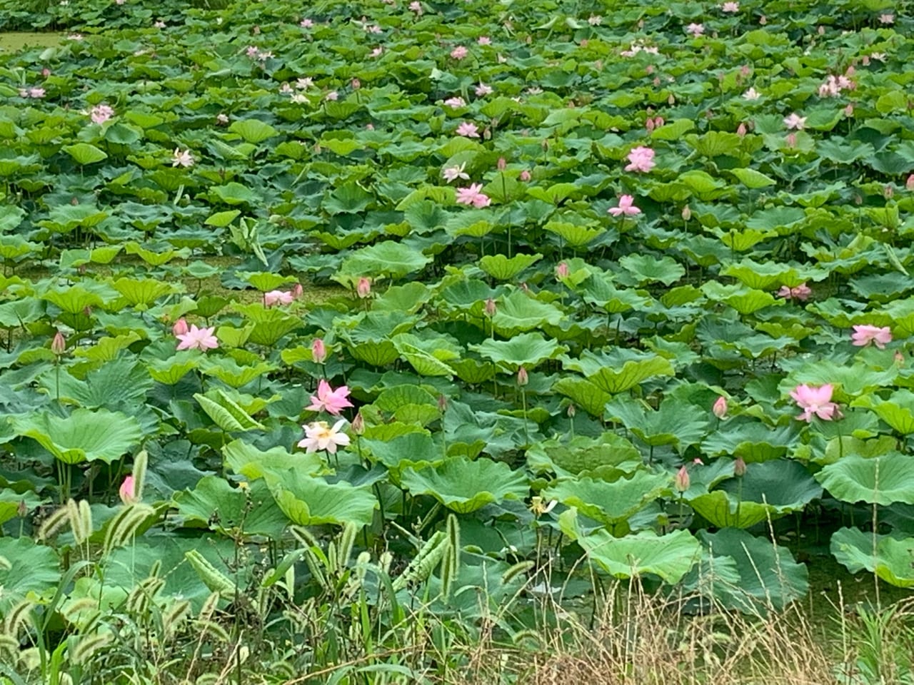 加古川市 ハスの花が池一面に広がっています 号外net 加古川市 高砂市
