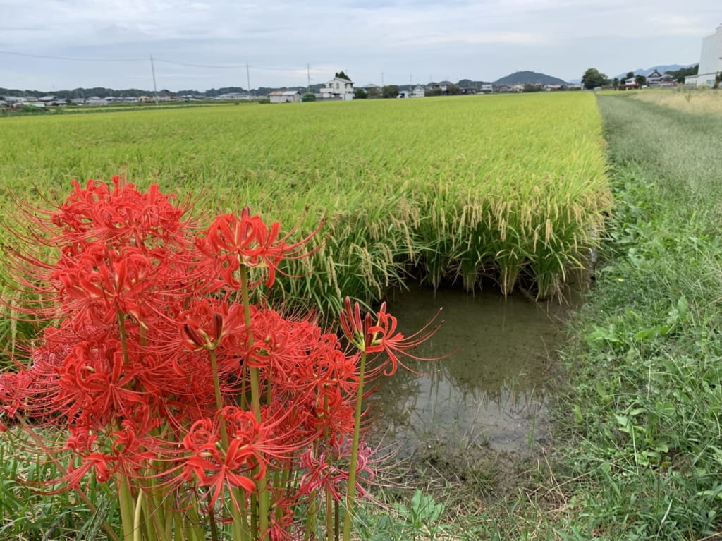 彼岸花