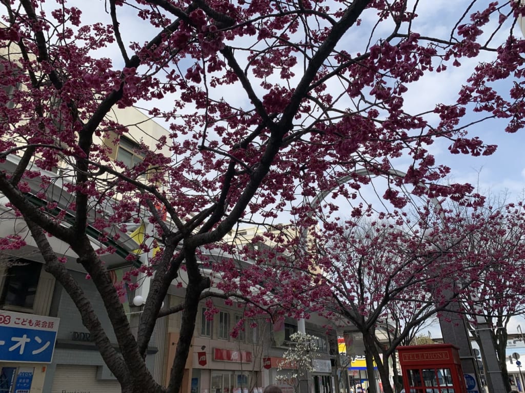 加古川の桜