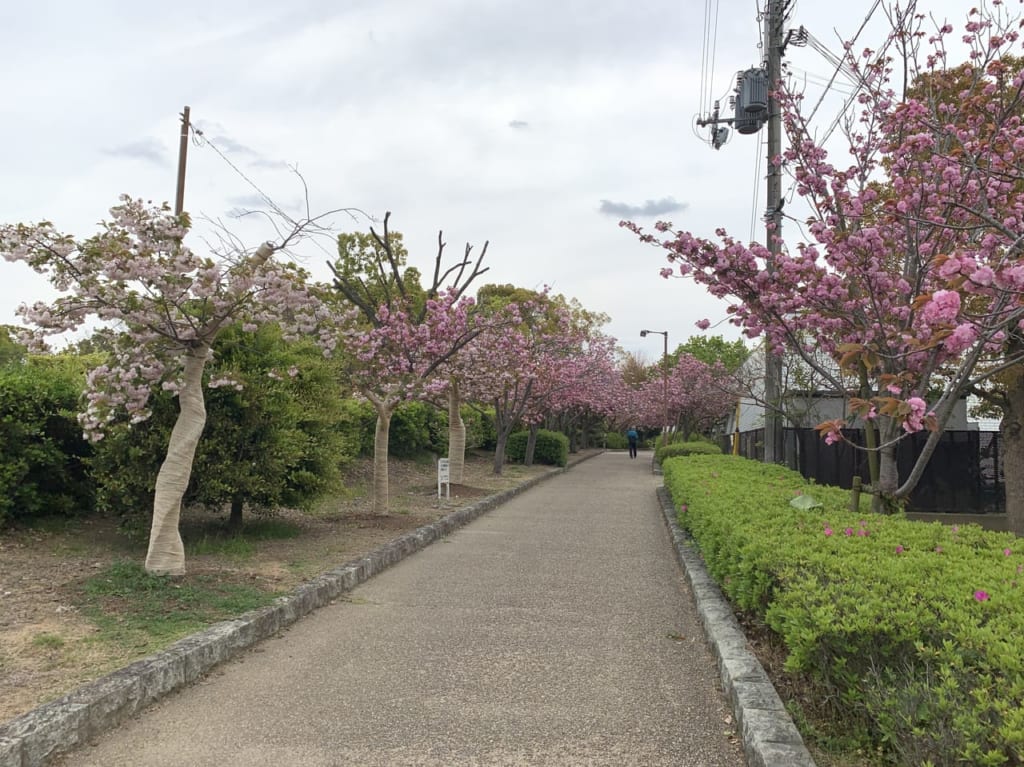 大中遺跡のヤエザクラ